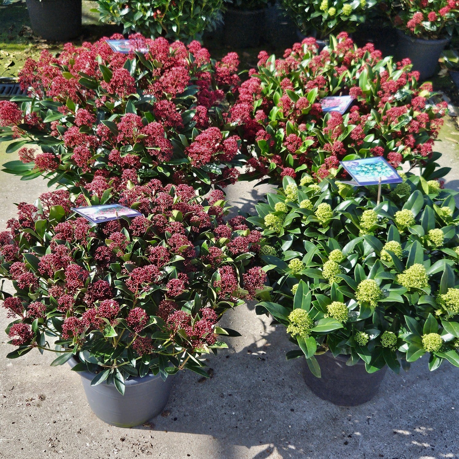 Skimmia japonica 65cm 31cm Pot