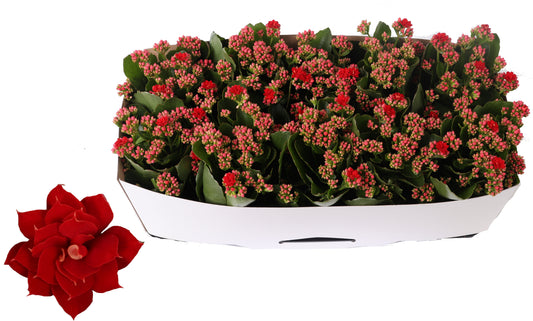 Kalanchoe Rosalina Don Justino 27cm 12cm Pot