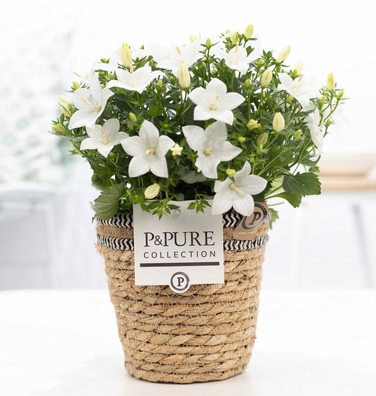 Campanula Atlanta White 17cm 15cm Pot