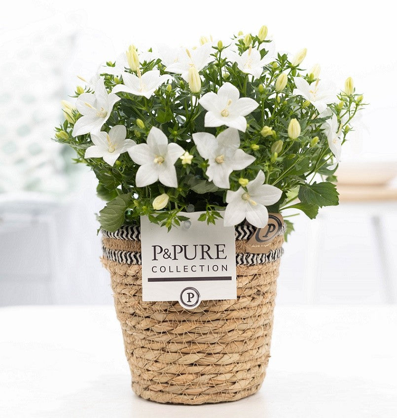 Campanula Atlanta White 17cm 15cm Pot