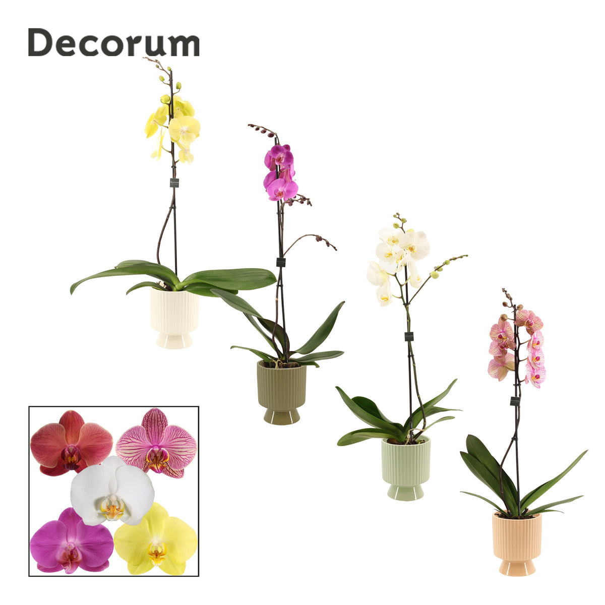 Phalaenopsis mix 65cm 12cm Pot