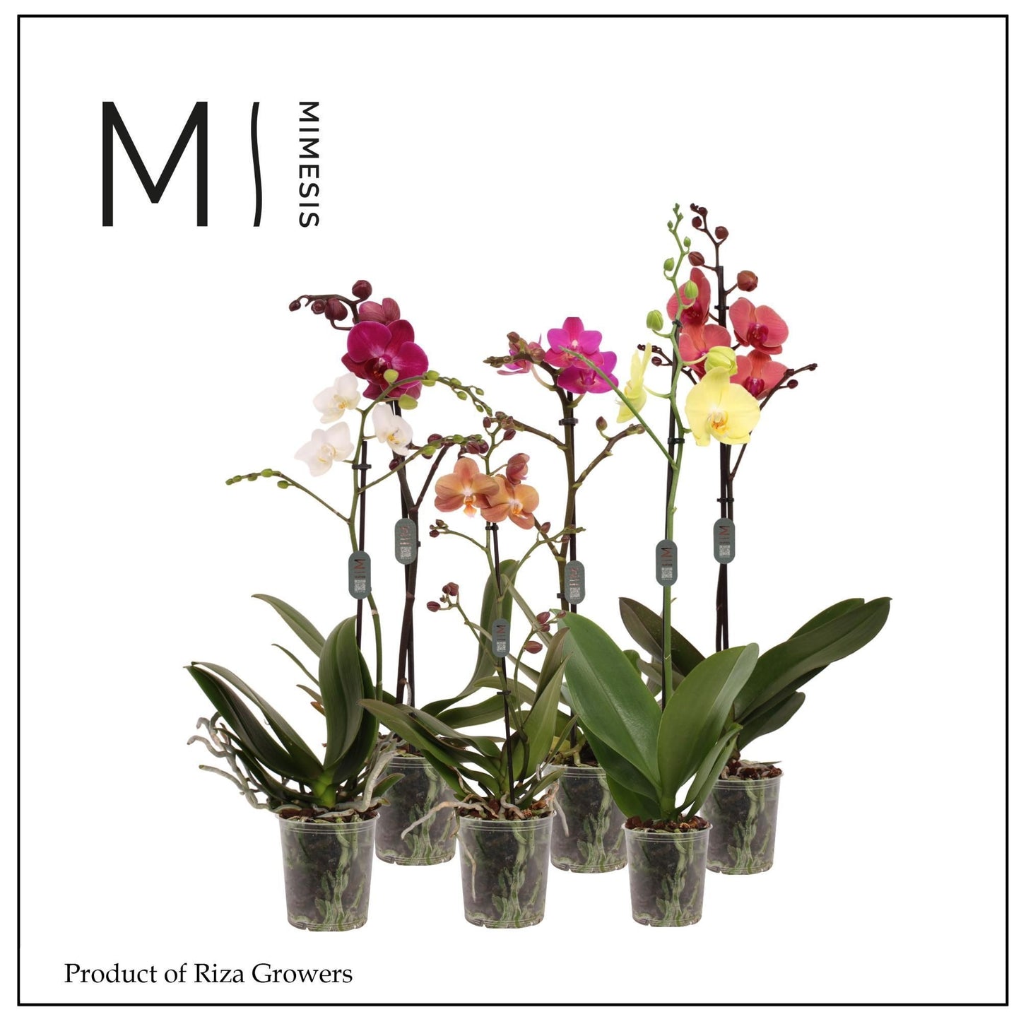 Phalaenopsis mix Mimesis 50cm 12cm Pot