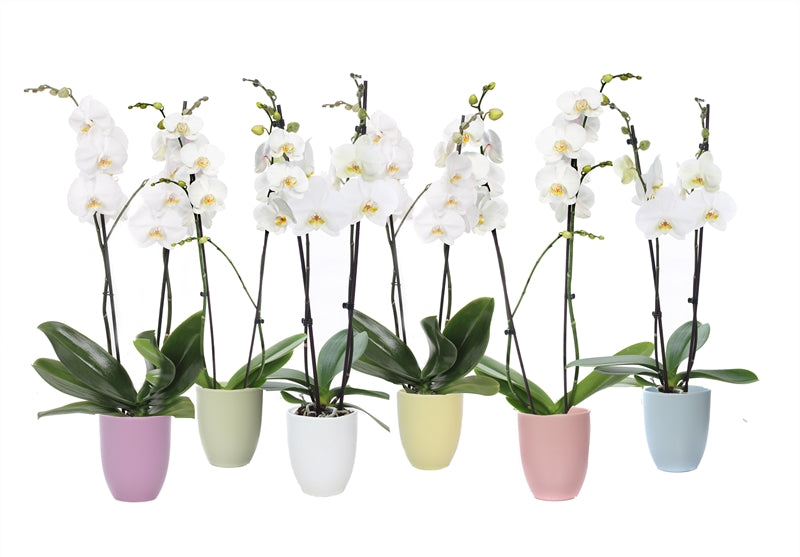 Phalaenopsis white 55cm 12cm Pot