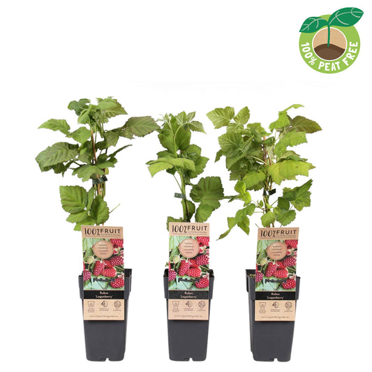 Rubus Loganberry (Raspberry x Blackberry hybrid) 50cm 15cm Pot