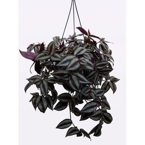Quakelplant BV Zebrina pendula Pack of 4