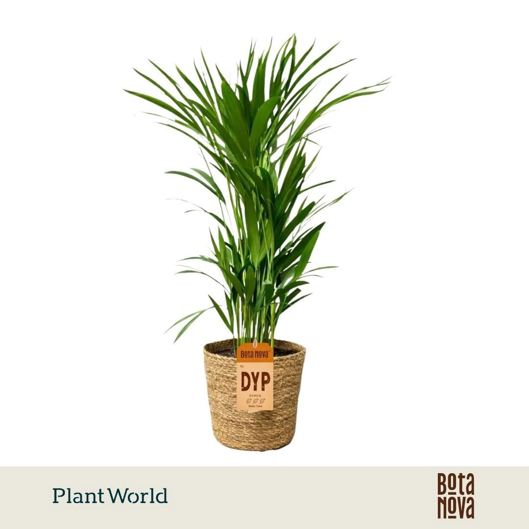 Dypsis lutescens 60cm 17cm Pot