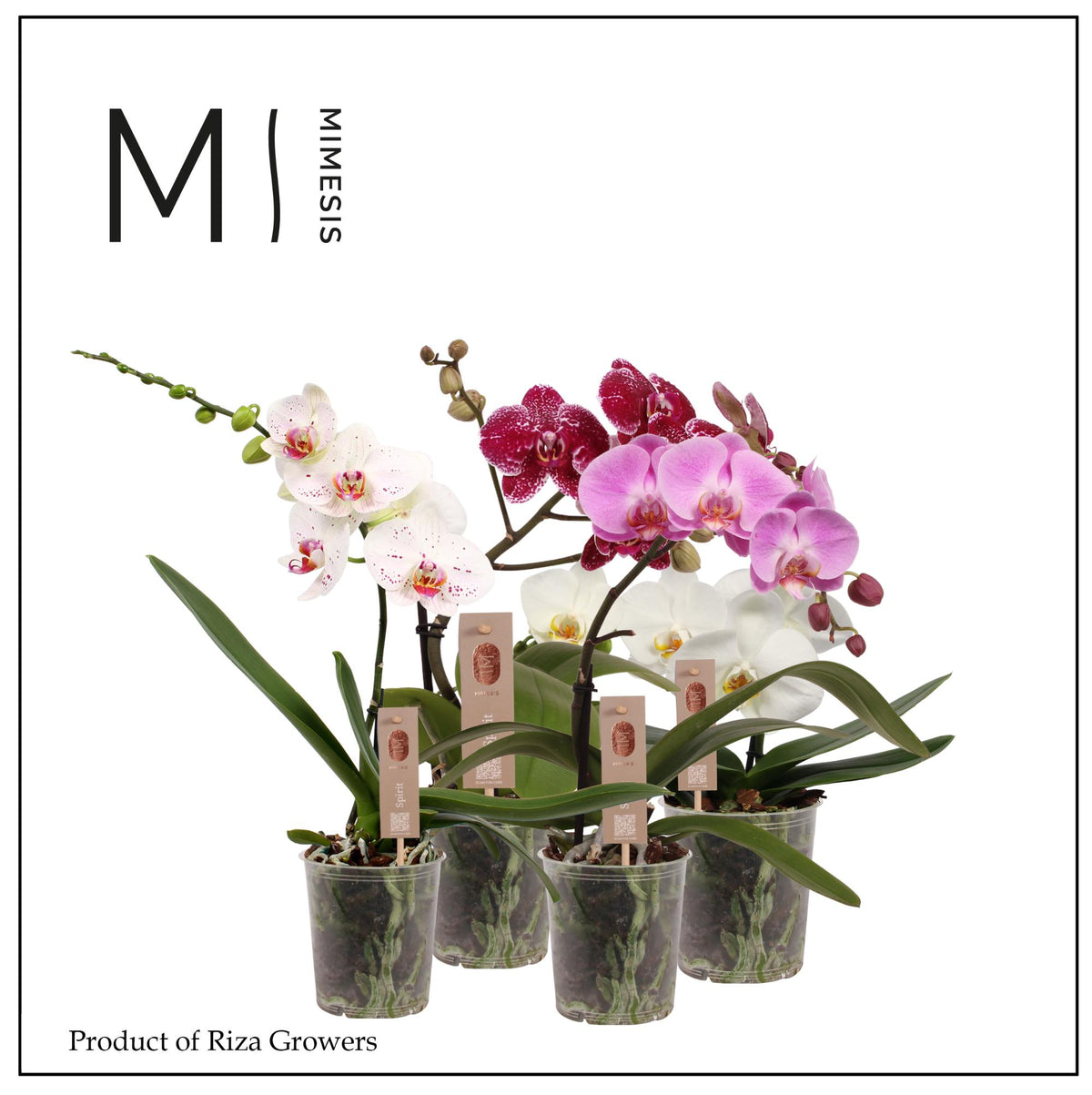 Phalaenopsis Spirit mix 45cm 12cm Pot