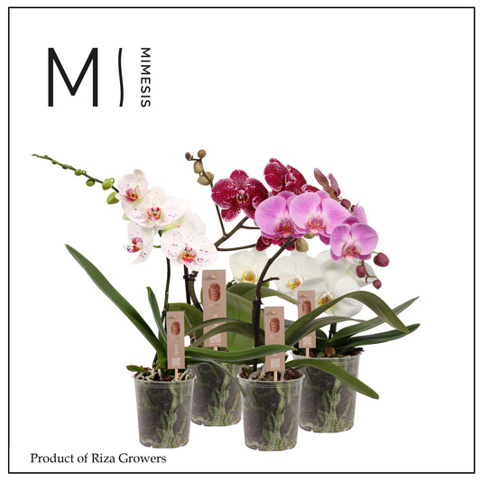Phalaenopsis Spirit mix 45cm 12cm Pot