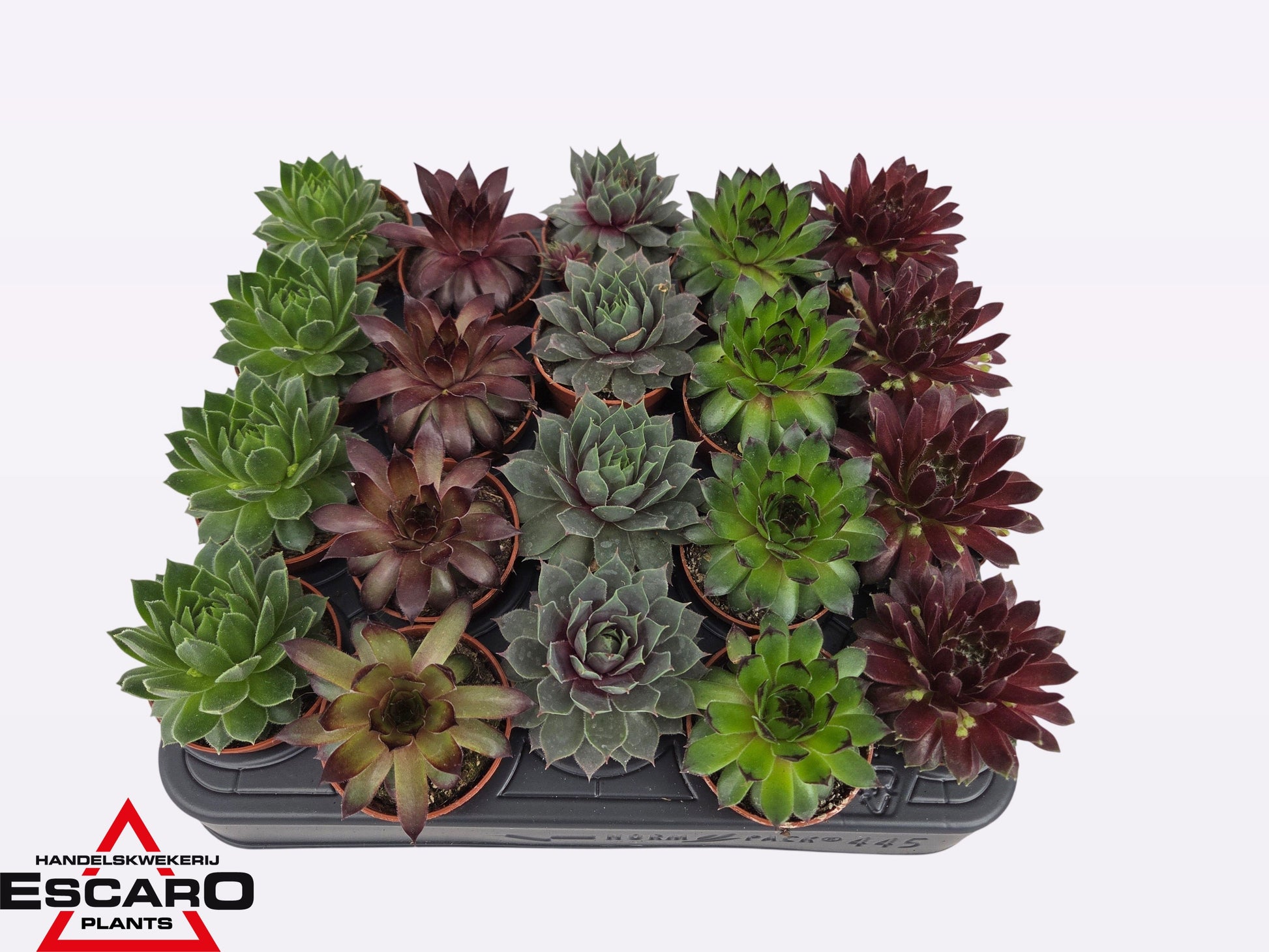Sempervivum mix 6cm 505cm Pot