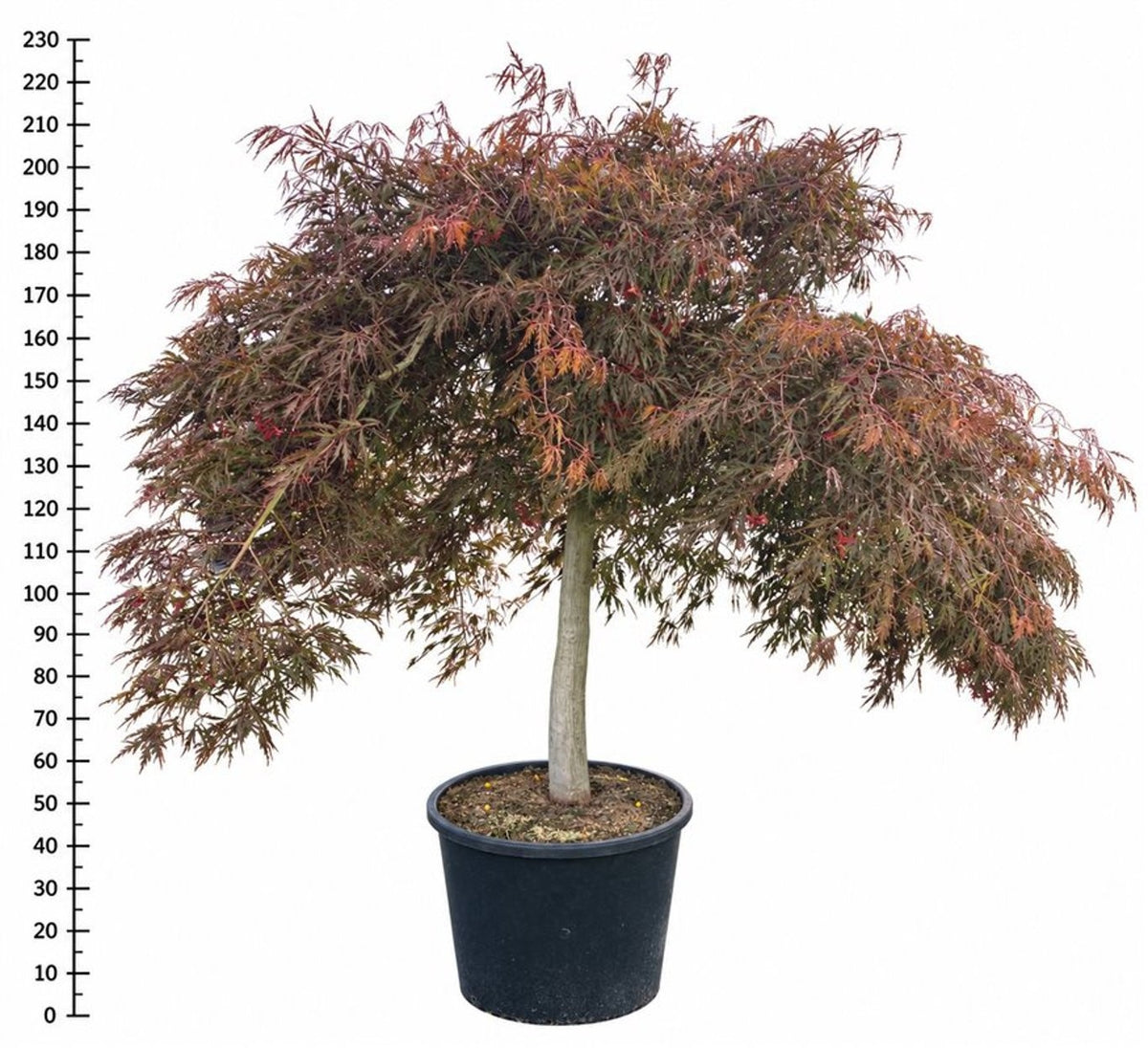 Acer Inaba-shidare 220cm 80cm Pot