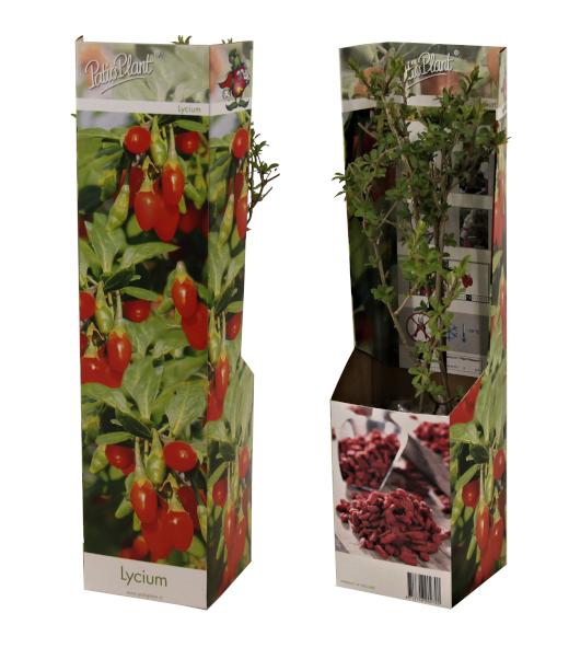 Valk BV Patioplant Lycium barbarum ("Goji Berry") Pack of 12