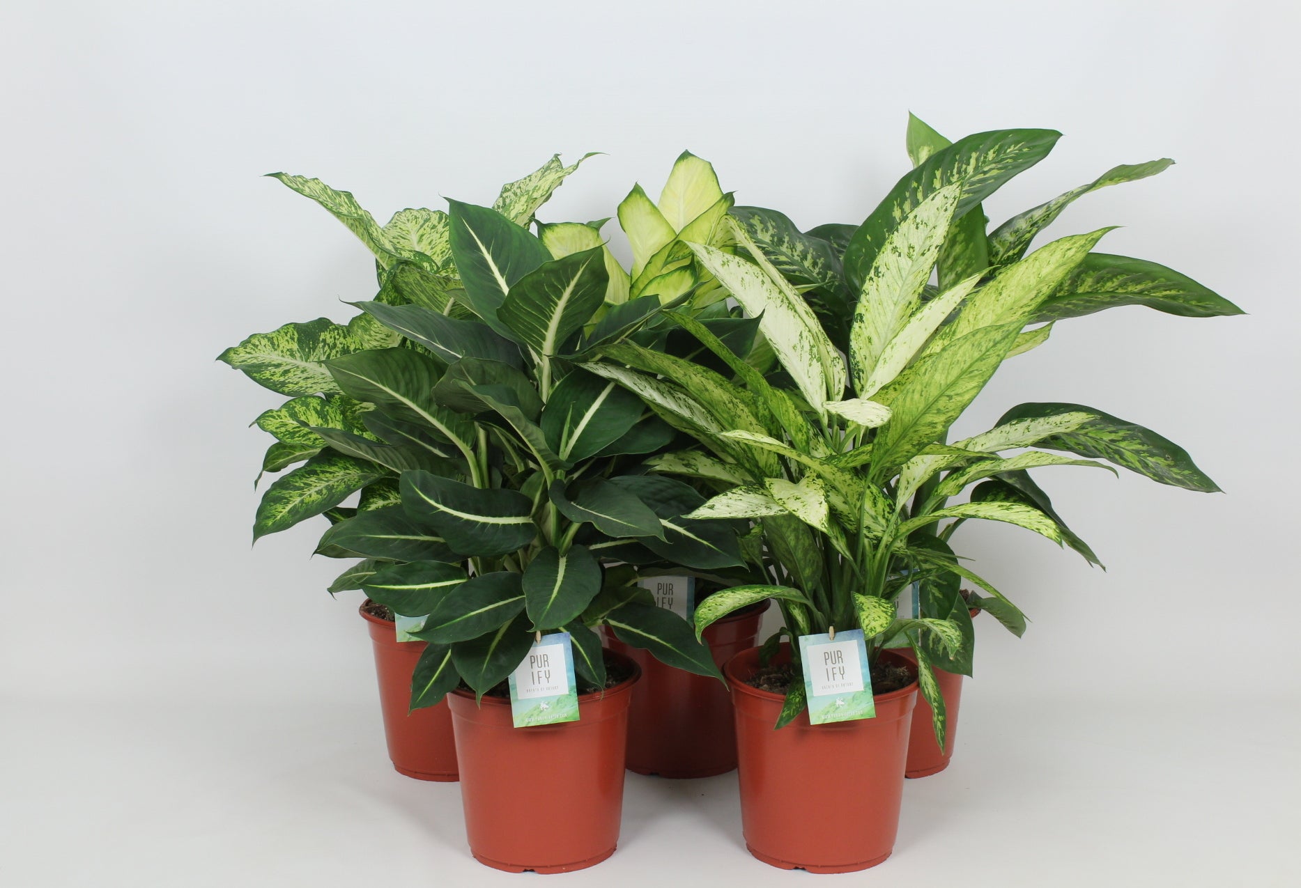Elstgeest Potplanten Dieffenbachia mix Pack of 3