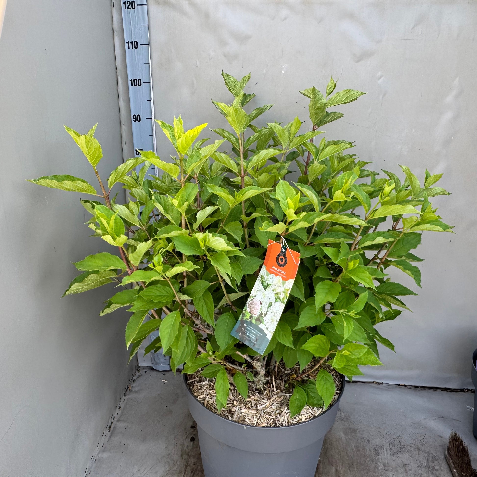 Hydrangea paniculata 70cm 40cm Pot