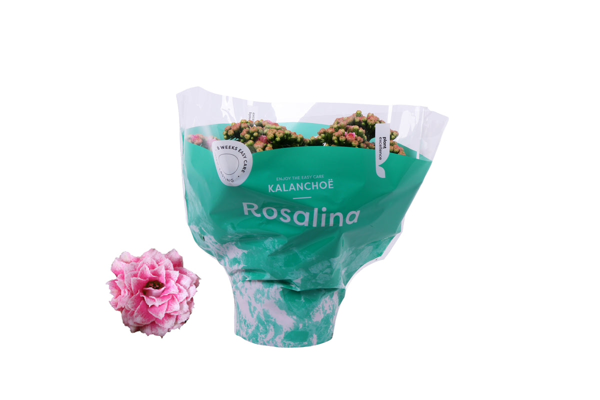 Kalanchoe Rosalina Don Alano 27cm 15cm Pot