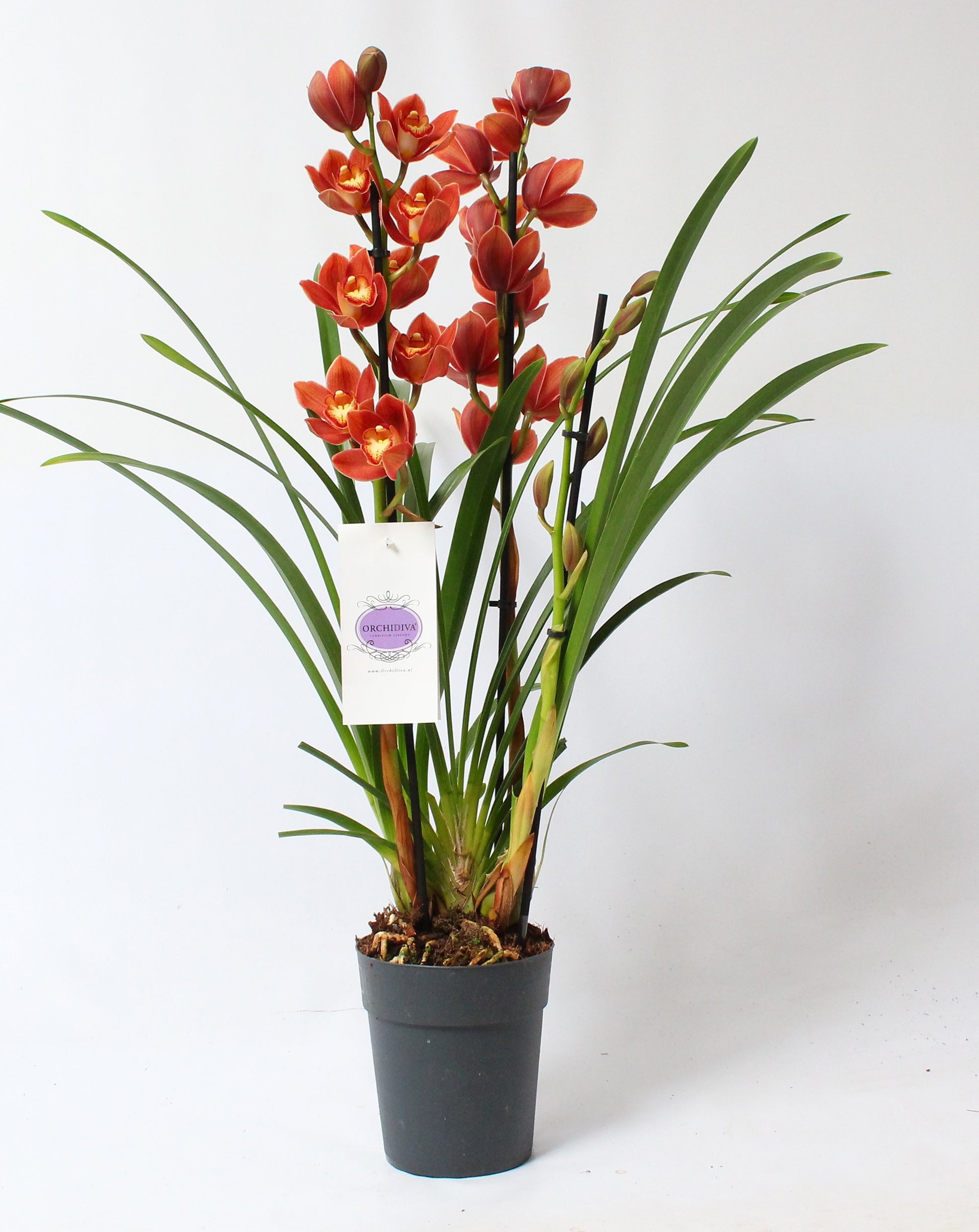 Cymbidium orange 85cm 14cm Pot
