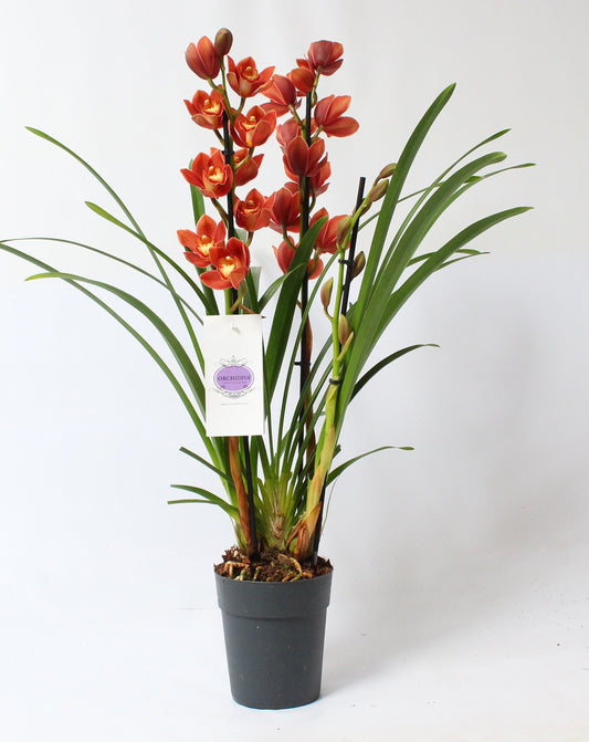 Cymbidium orange 85cm 14cm Pot