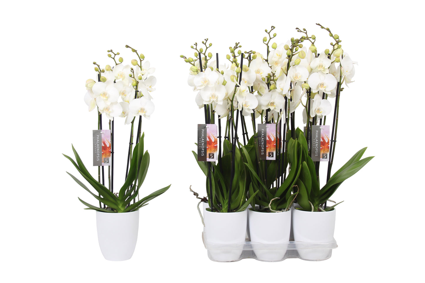 Phalaenopsis white (+ drp.ceramic) 60cm 12cm Pot
