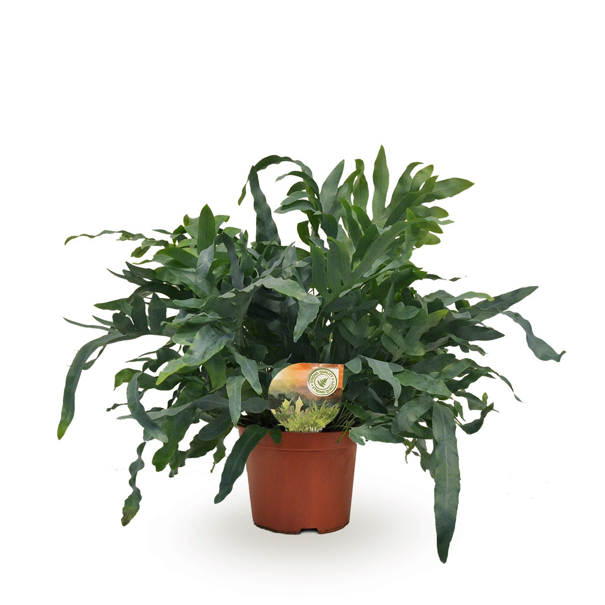 Phlebodium Blue Star 60cm 19cm Pot