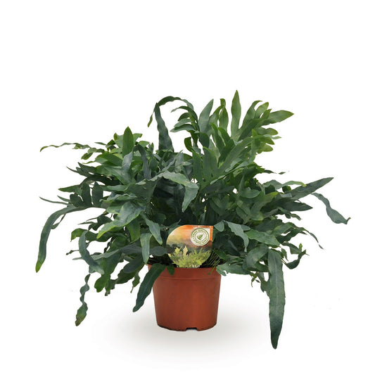 Raadschelders Varens Phlebodium Blue Star Pack of 1