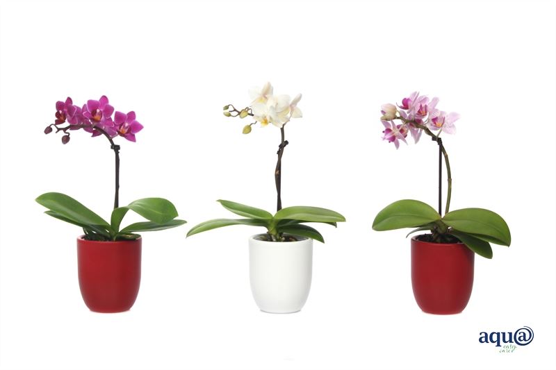 Phalaenopsis hybrid 17cm 6cm Pot