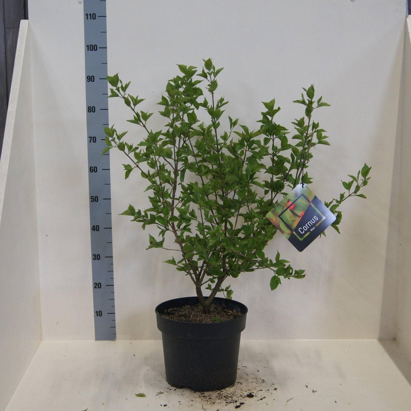 Cornus mas 80cm 28cm Pot