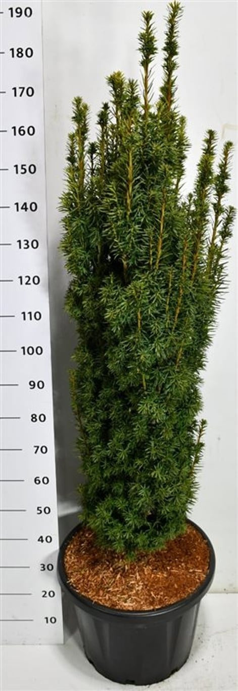 Taxus baccata David 200cm 48cm Pot