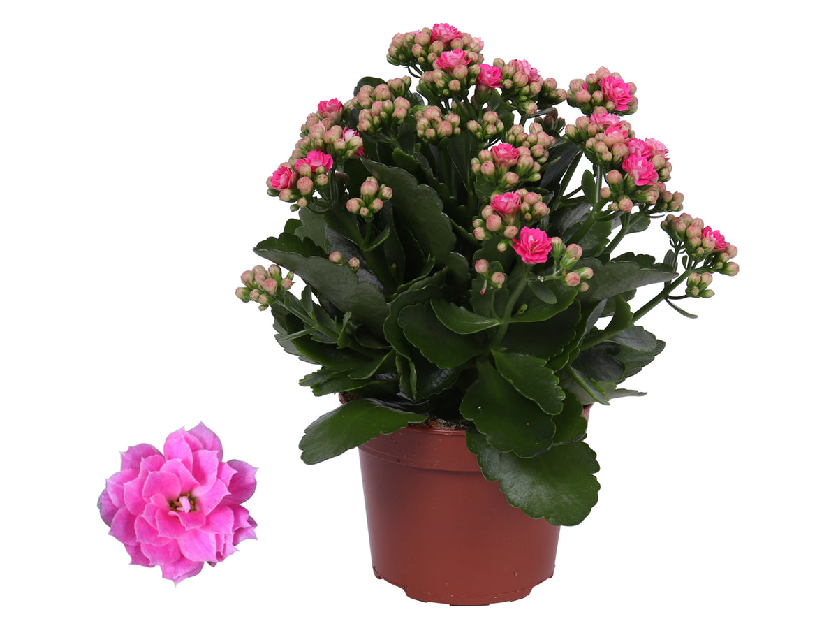 Kalanchoe Rosalina Don Nando 27cm 12cm Pot