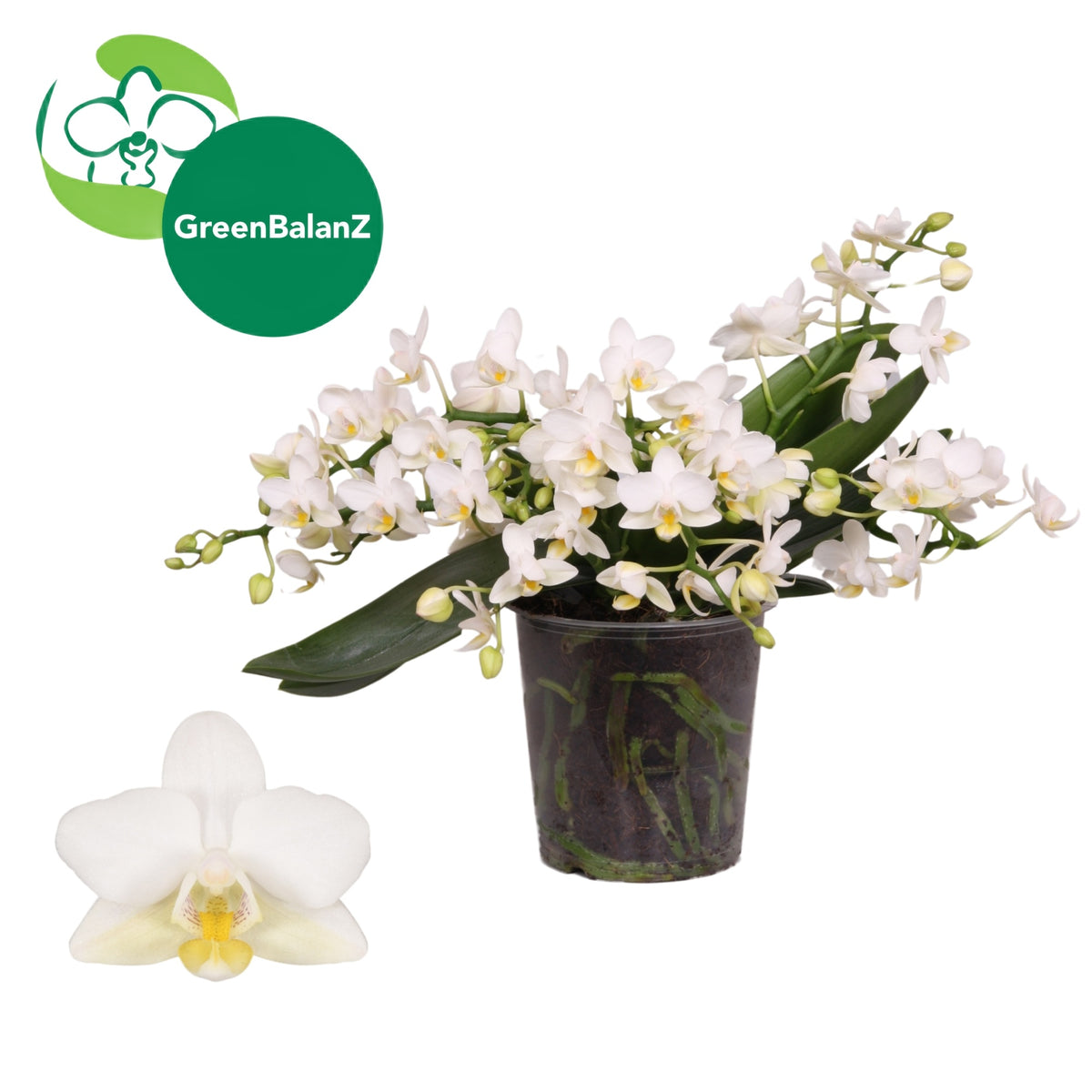 Phalaenopsis white 30cm 12cm Pot