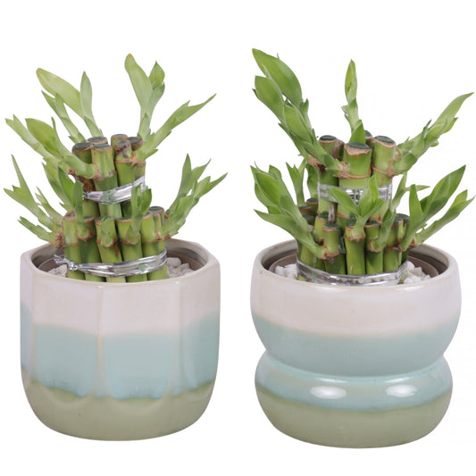 Drac. Lucky Bamboo 20cm 11cm Pot