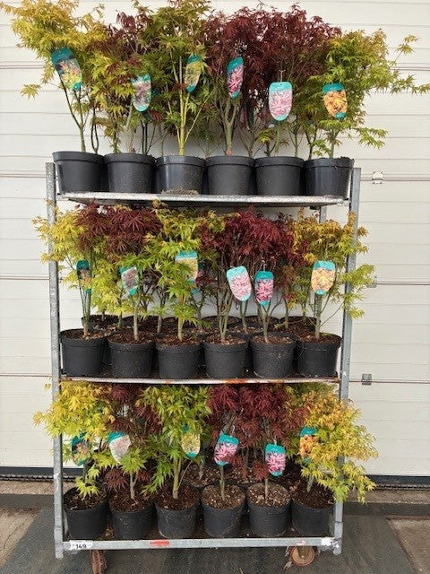 Acer palmatum mix 80cm 23cm Pot