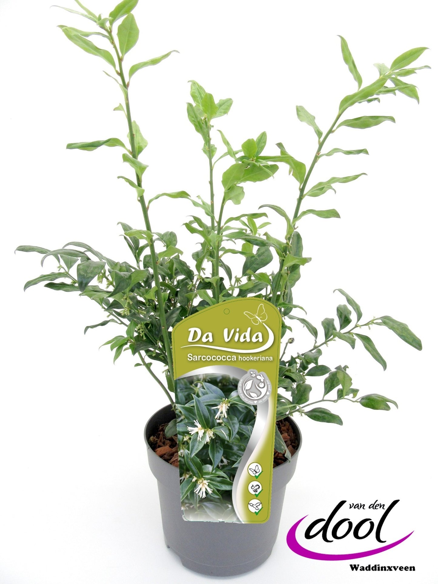 Sarcococca hookeriana mix 35cm 19cm Pot