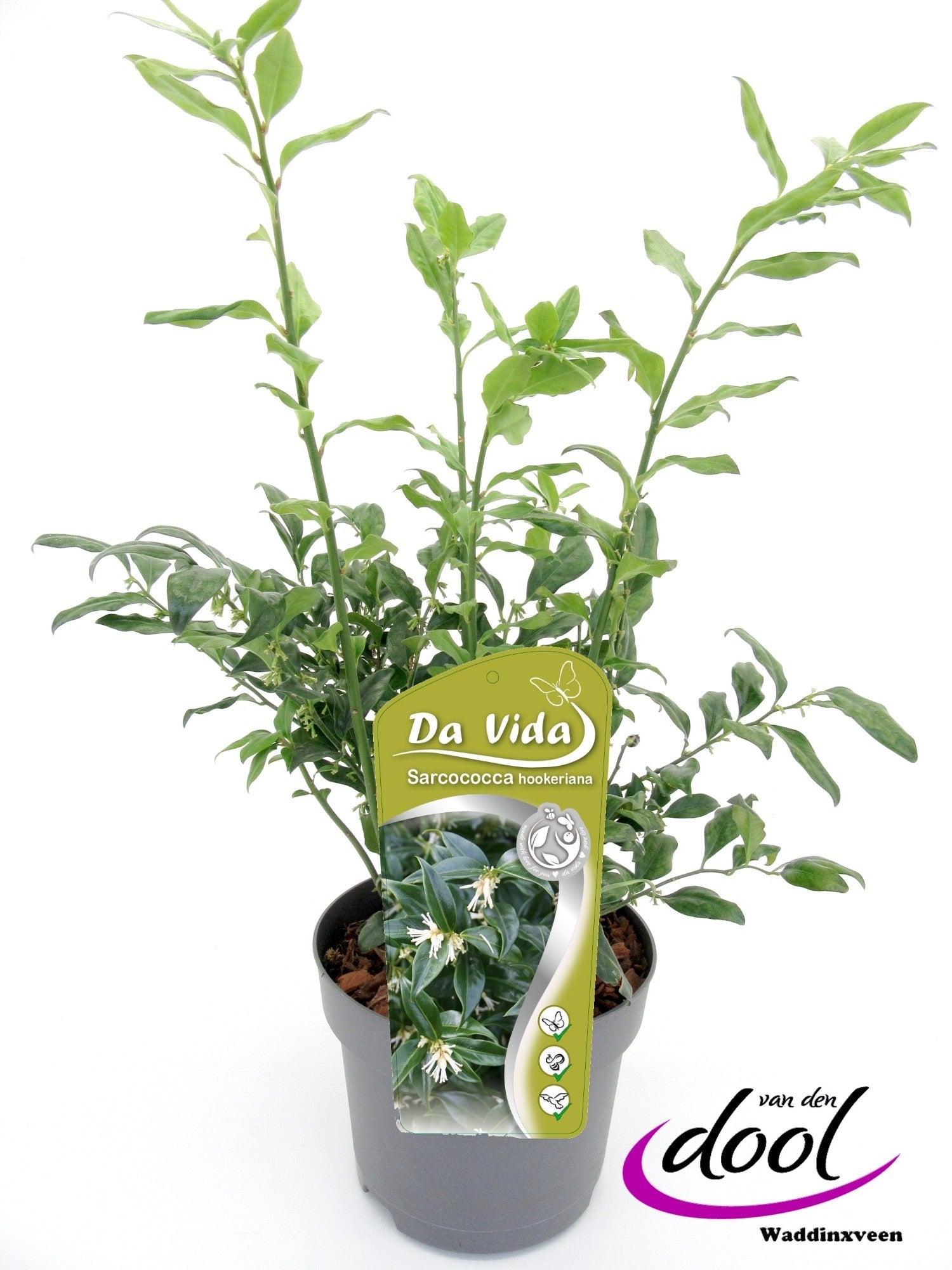 Sarcococca hookeriana mix 35cm 19cm Pot