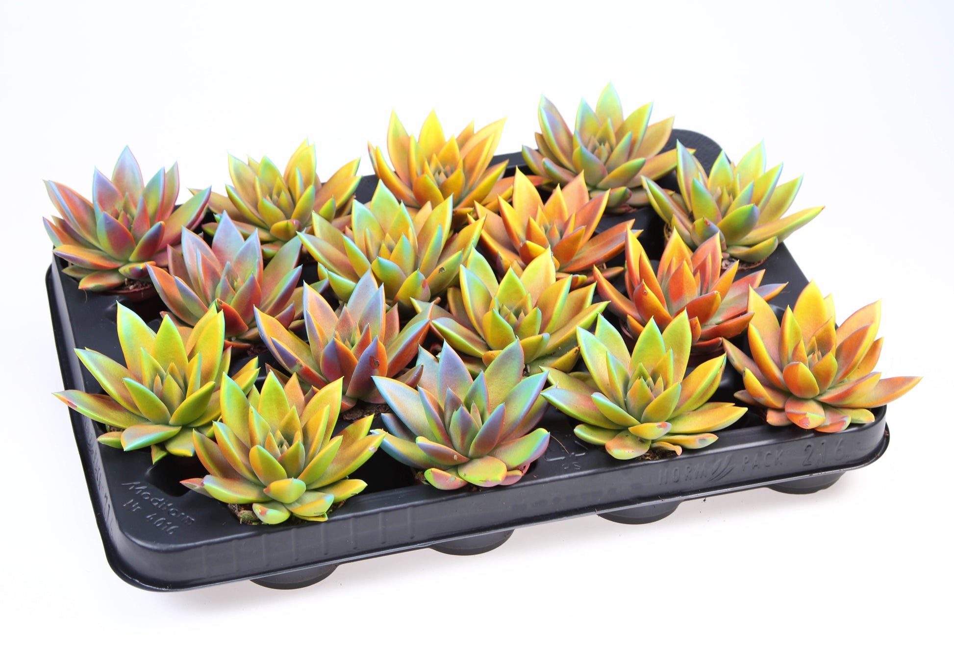 Echeveria chameleon special 8cm 6cm Pot
