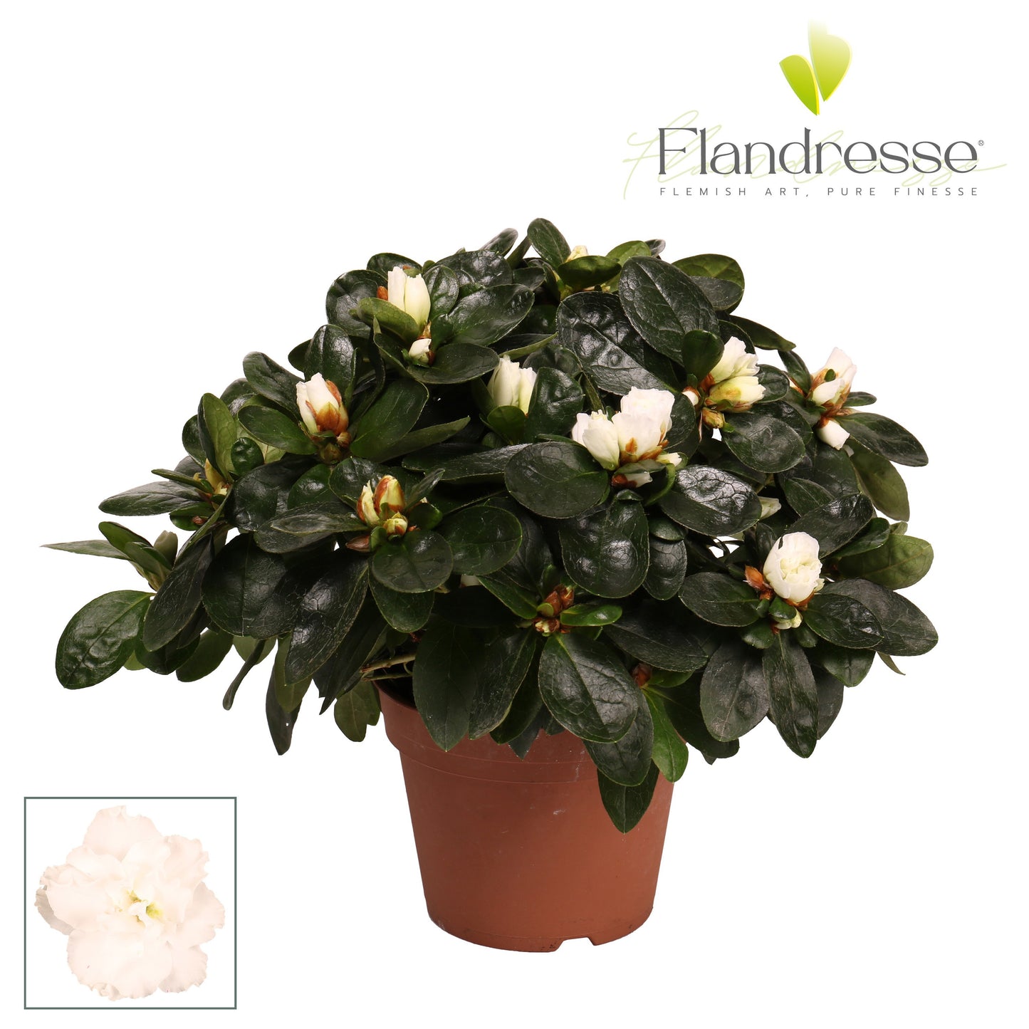 Rhododendron simsii white 25cm 12cm Pot