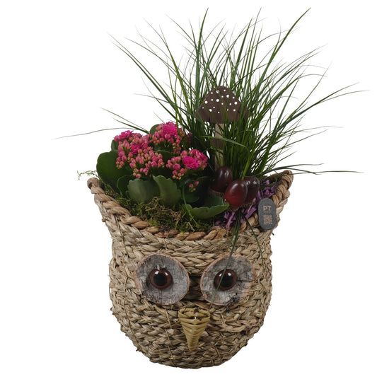 Indoor arrangement 45cm 21cm Pot