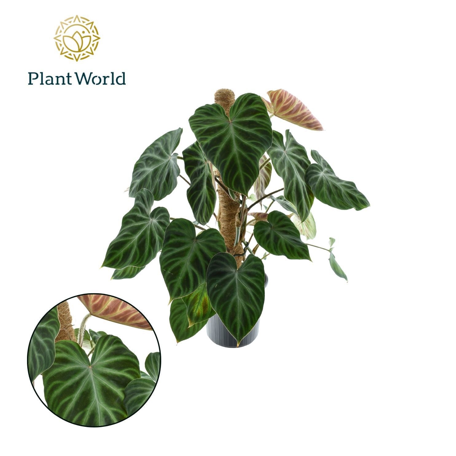 Philodendron verrucosum Incensi 60cm 16cm Pot