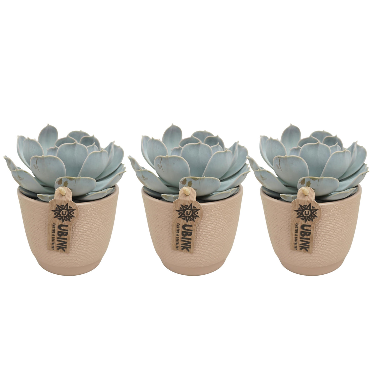 Echeveria Lilacina 20cm 10.5cm Pot