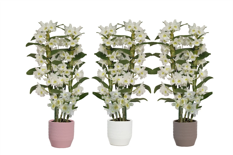 Dendrobium Apollon 50cm 12cm Pot
