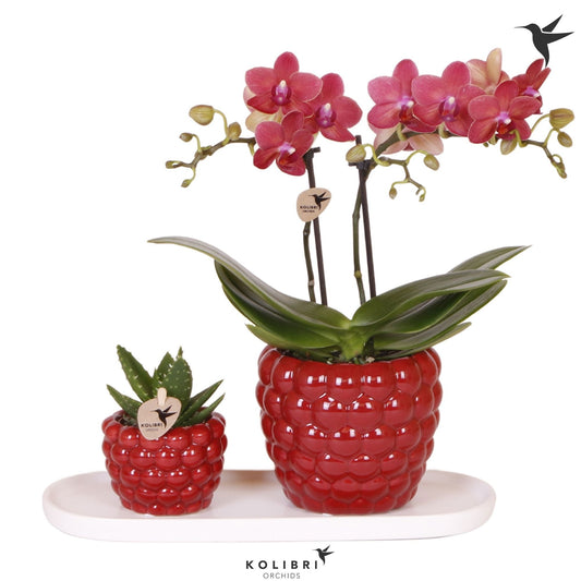 Kolibri Gift Set medium Berry 40cm 18cm Pot