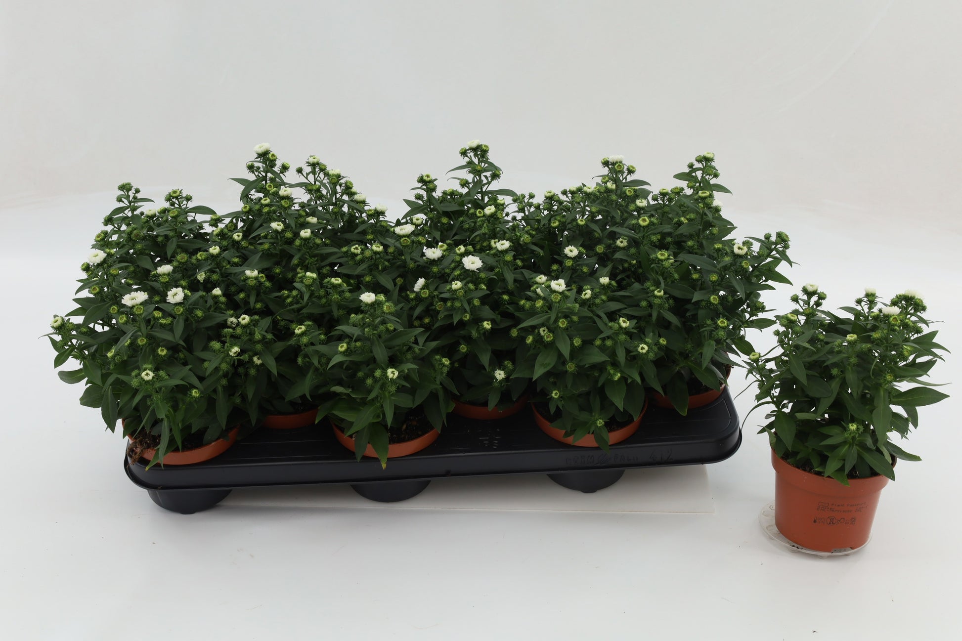 Grootscholten BV. Gebr. Aster nb. Starletta White Pack of 12