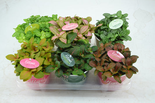 Fittonia mix 20cm 12cm Pot