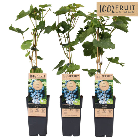 Vitis vinifera Regent 65cm 15cm Pot
