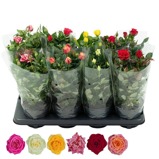 Rose Patiohit mix 36cm 13cm Pot