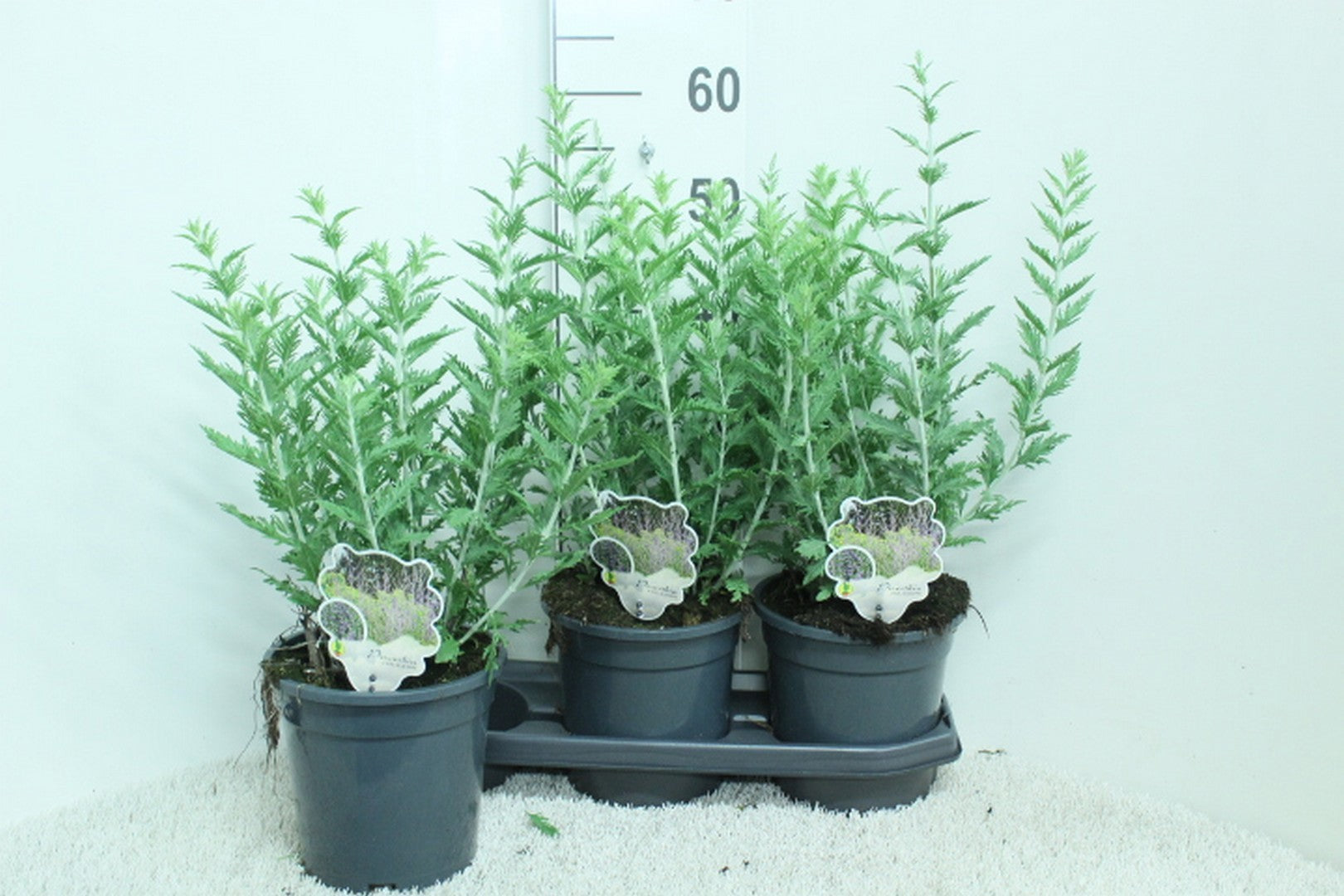 Perovskia Blue Spire 55cm 19cm Pot