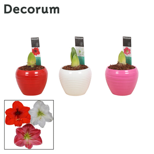 Hippeastrum mix 25cm 12cm Pot