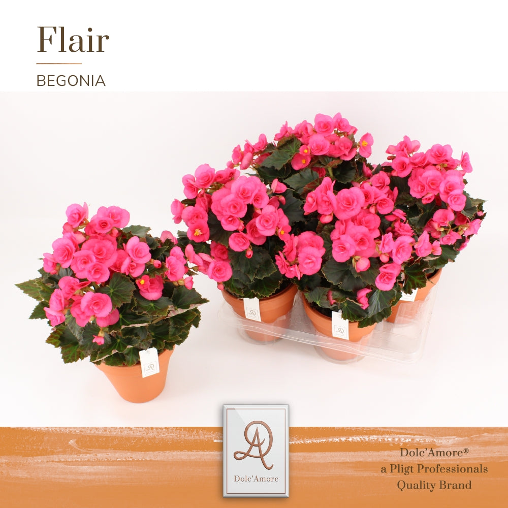 Pligt Professionals BV Begonia elatior Adonia Pink Pack of 4