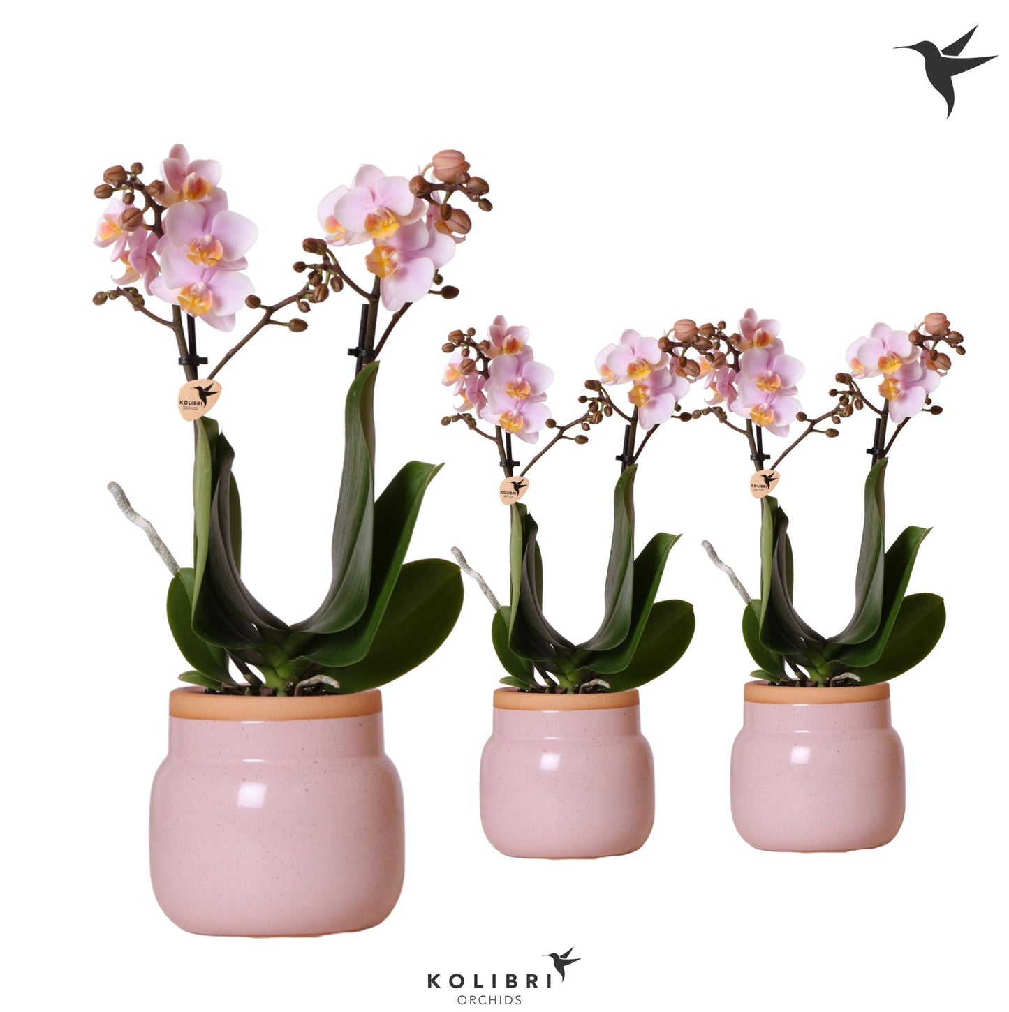 Phalaenopsis pink 40cm 9cm Pot