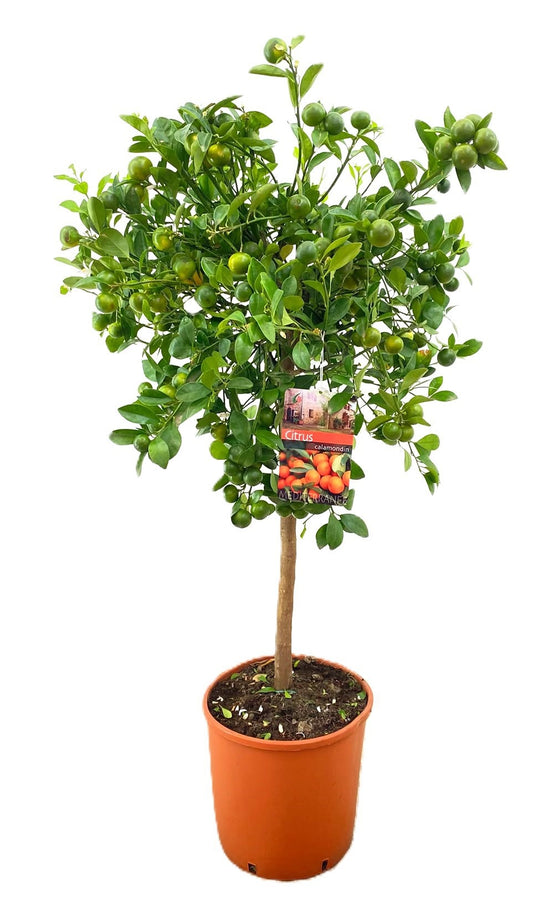 Citrus microcarpa 105cm 28cm Pot