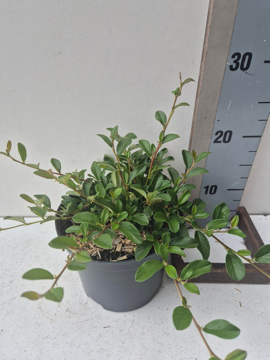 Roessel Tuinpl. VOF, B. v. Cotoneaster dam. Major Pack of 6