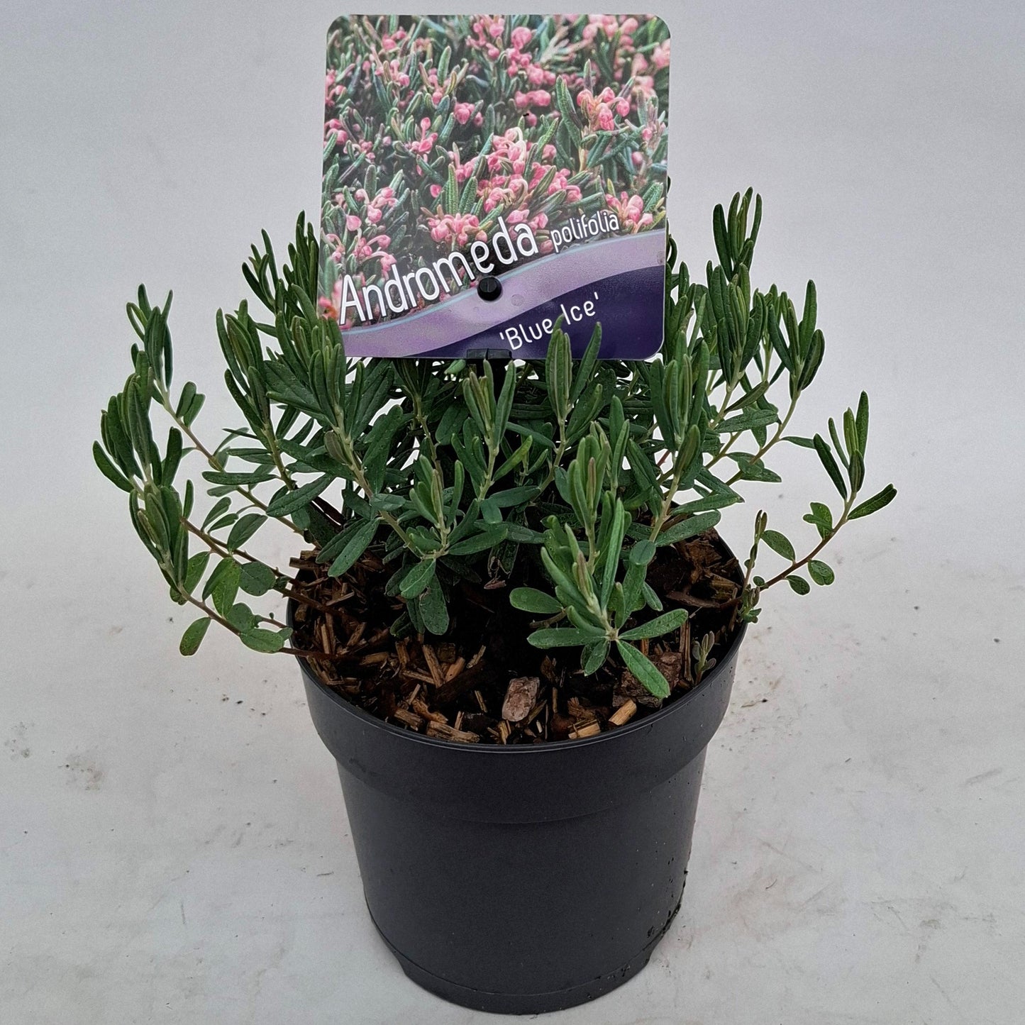 Andromeda Blue Ice 15cm 13cm Pot